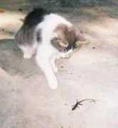 Onekill
