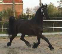 majesticfriesians.com Onella