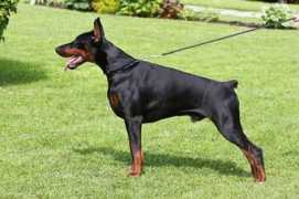 dobermann-review.com Onero