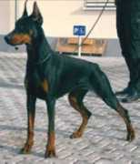 dobermann-review.com Onessa