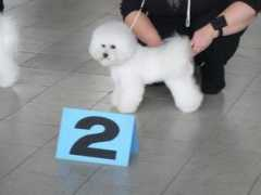 bichon-charnett.cz Onorica