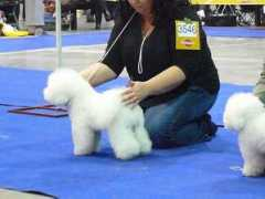 bichon-charnett.cz Onorica