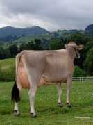 buerkli-brown-swiss.ch Ontaria