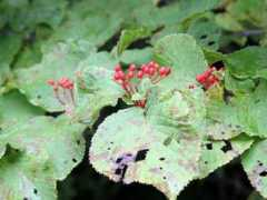 botanic.jp Ookame