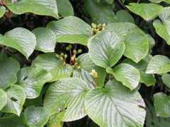 botanic.jp Ookame