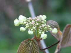botanic.jp Ookame
