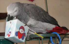 Opaa