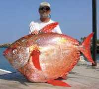 Opah