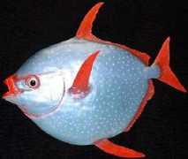 Opah