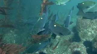socaldivevideos.com Opaleye