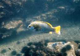 diver.net Opaleye