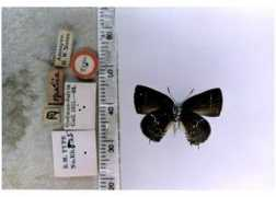 butterfliesofamerica.com Opalia