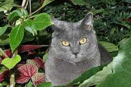jacques.dassie.free.fr Opalin