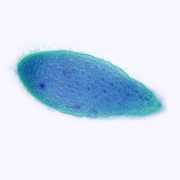 droplet-microscopy.org Opalina