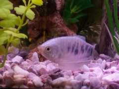 badmanstropicalfish.com Opaline