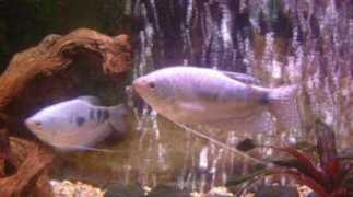 badmanstropicalfish.com Opaline