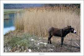 slo-foto.net Opatija
