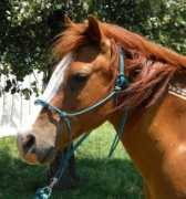blazesequinerescue.com Opiet