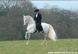 stallionsonline.co.uk Orador