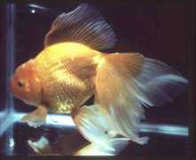 fbas.co.uk Oranda