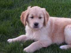 cedargoldens.com Orangeboy