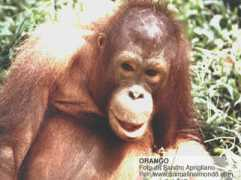 animalinelmondo.com Orango