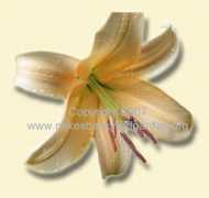 mikesbackyardgarden.org Orania