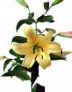 pleasantvalleyflowers.com Orania