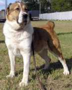 security-dog.org Oranta