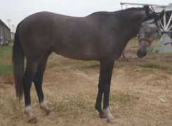 milagroyegua.com Orany