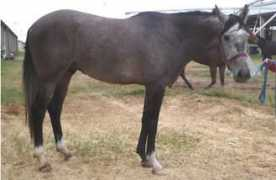 milagroyegua.com Orany