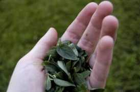 foodista.com Oregano