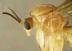diptera.info Orfelia