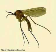 canadianbiodiversity.mcgill.ca Orfelia