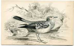 darvillsrareprints.com Oriale