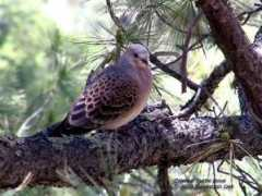 devashish.deb.oiseaux.net Orientale