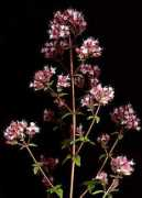 isaisons.free.fr Origan