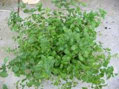 tisane.gireaud.org Origan