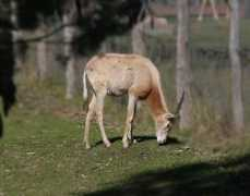 Orix