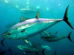 deepfishing.com Orkinos