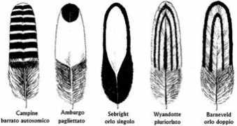 Orlati