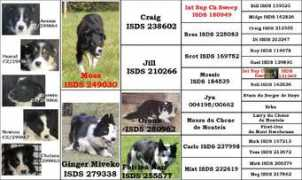 dreamwork-sheepdogs.ie Orouk