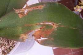 foroantiguo.infojardin.com Orquis