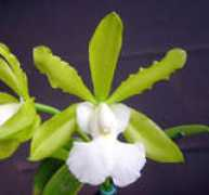 orchid.or.jp Orquis