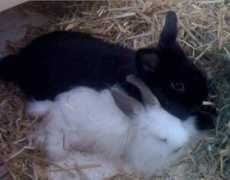 mini-lop-zwerge.de Orsela