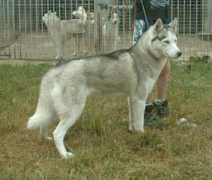 Orsia