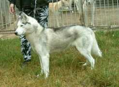 Orsia