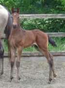equineservices.co.uk Orsina