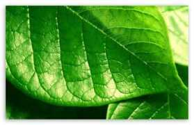 wallpaperswide.com Orvalho