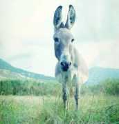 Osel